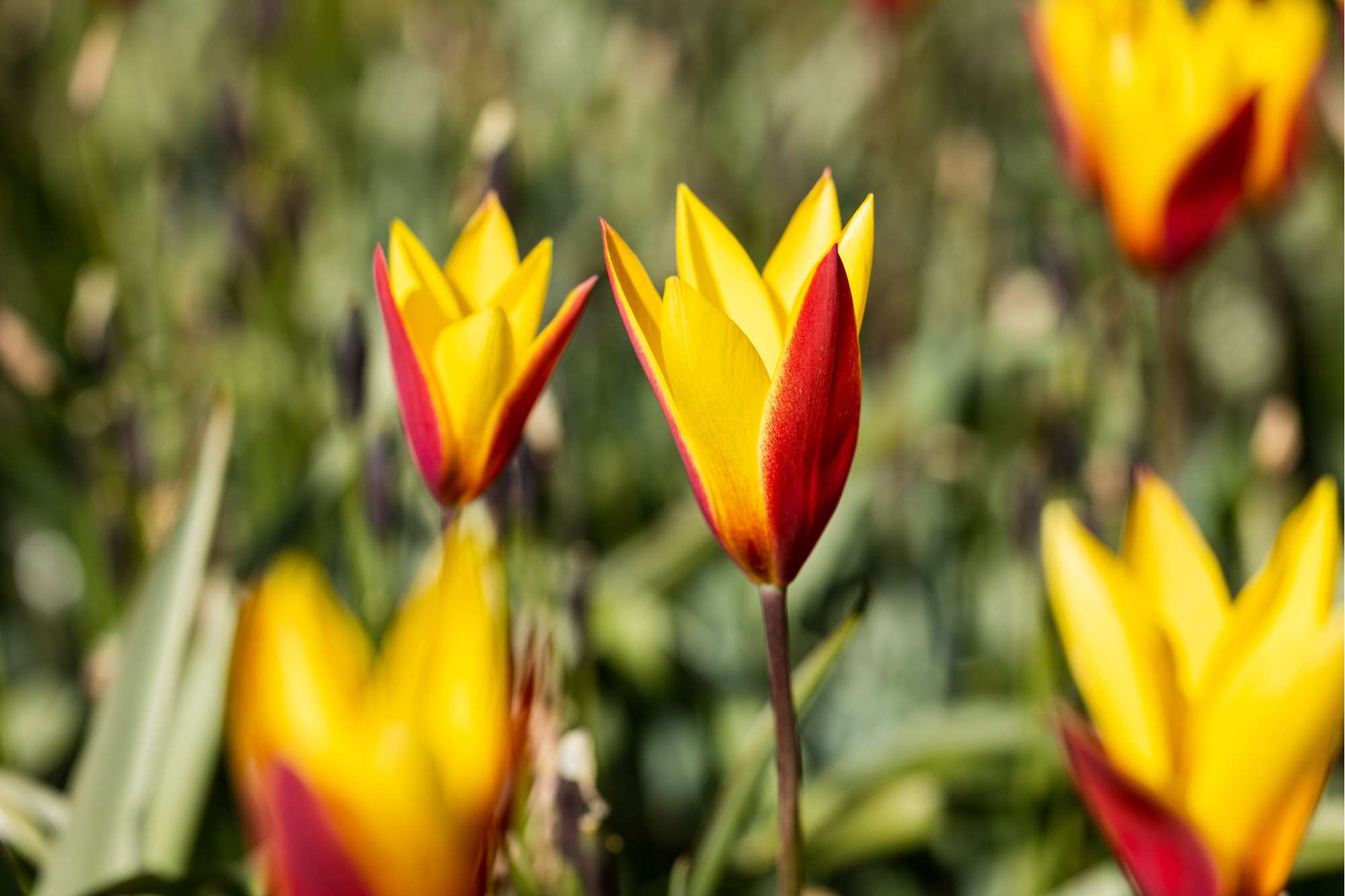 Tulpe 'Tubergens Gem'